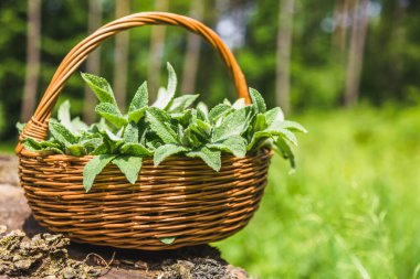 Taze nane. Taze toplanmış nane şekerli sepet. İlkbahar bitkileri hasat.