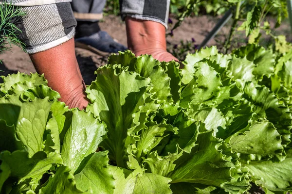 Salade Laitue Verte Fraîche Sol Cueillette Légumes Par Les Agriculteurs — Photo