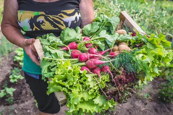 バイオフード 庭は野菜を生産し収穫します 新鮮な野菜 木の箱の中に葉物レタス ジャガイモ — ストック写真
