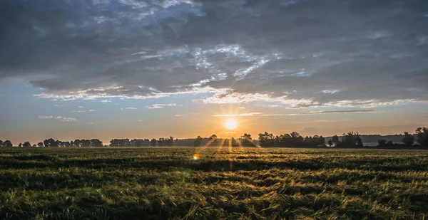 Champ Blé Panorama Paysage Des Cultures Agricoles Coucher Soleil — Photo