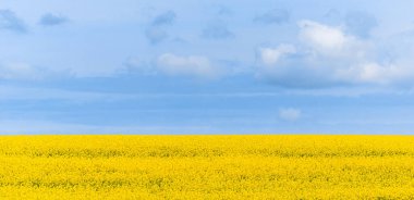 Gözyaşı tohumu tarlası ve gökyüzü ufku. Sarı çiçek açan bir ırz düşmanı. Baharda tarım arazisi. Panorama manzarası.