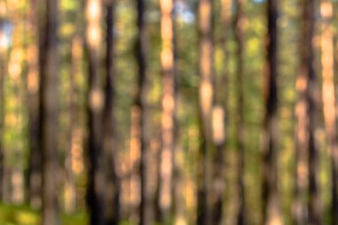 Odaklanamayan orman, bulanık bulanık arka plan