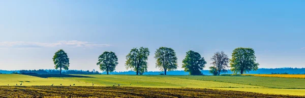 Tarım Geçmişi Panoramik Kırsal Alan Tarım Arazisi Mavi Gökyüzünde Çimenler — Stok fotoğraf