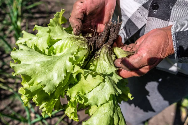 Фермер Тримає Руці Свіжий Зелений Салат Свіже Зібране Зелене Листя — стокове фото