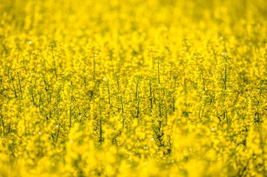 Sarı kolza tohumu tarlası olan manzara. Çiçek açan kanola çiçekleri. Sarı çiçekli tecavüz duvar kağıdı.