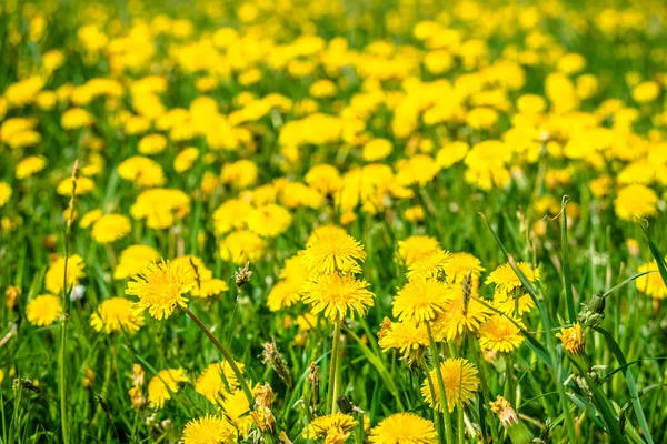 草の中にタンポポの花と春の自然の背景 — ストック写真