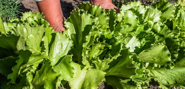 Свежий Салат Зеленого Салата Сбор Овощей Органические Продукты Собранные Саду — стоковое фото