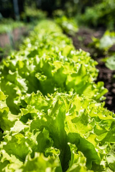 Feuilles Laitue Verte Dans Champ Légumes Fond Jardinage Avec Des — Photo