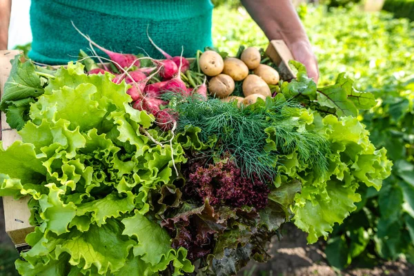 バイオフード 庭は野菜を生産し収穫します 新鮮な野菜 木の箱の中に葉物レタス ジャガイモ — ストック写真