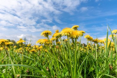 Karahindiba çiçekleri ve gökyüzü ile bahar doğal arka planı