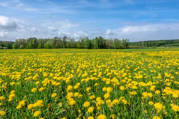 タンポポの畑だ 春の花の風景 — ストック写真