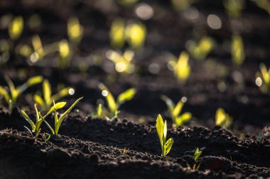 Tarlada yeşil lahanalar. Baharda mısır tarlası.