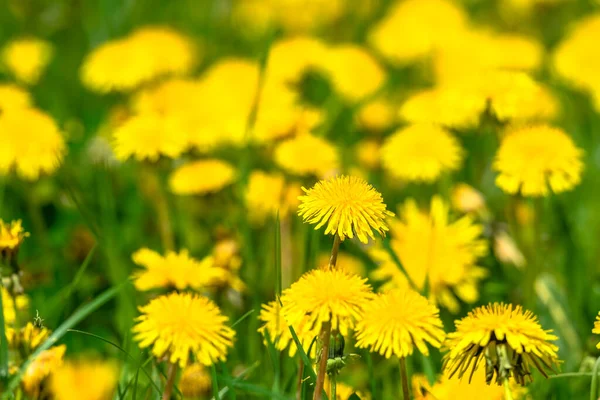 Printemps Fond Naturel Avec Des Fleurs Pissenlit Dans Herbe — Photo