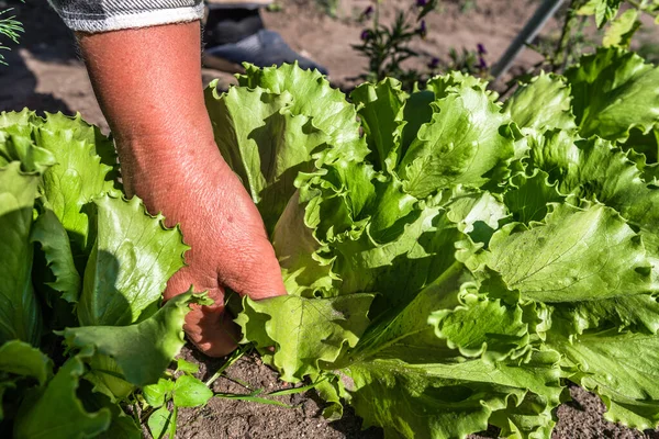 Fermier Cueillant Laitue Verte Fraîche Feuilles Salade Verte Fraîchement Récoltées — Photo