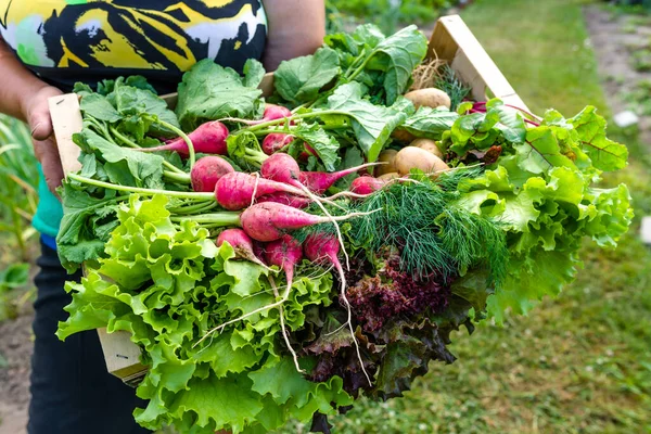 庭で野菜を収穫する 新鮮な収穫された葉物野菜 有機農業の概念を持つ農家 — ストック写真