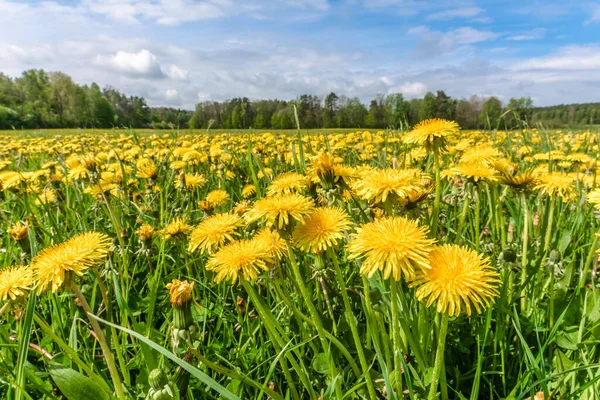 草原にタンポポの花と春の背景 — ストック写真