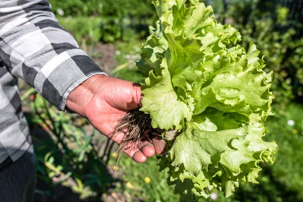 緑のサラダを収穫する レタスは庭に残します 新鮮な収穫の野菜 有機農業の概念を持つ農家 — ストック写真