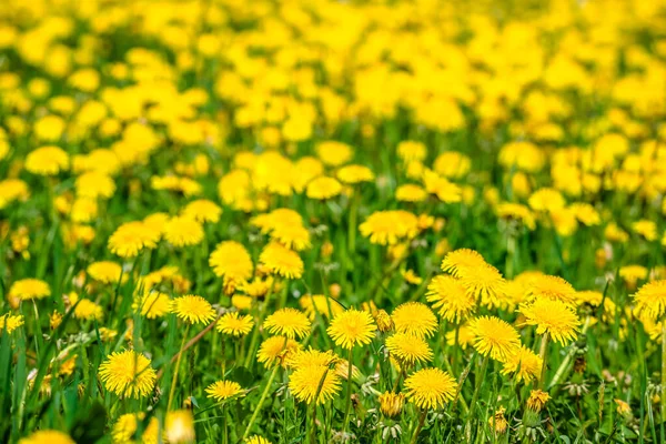 黄色のタンポポの花のフィールド 春の自然 — ストック写真