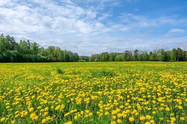黄色のタンポポの花のフィールド 春の大自然 — ストック写真
