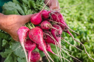 Bahçede turp hasat ediyorum. Taze biçilmiş sebzeli çiftçi, organik tarım kavramı.
