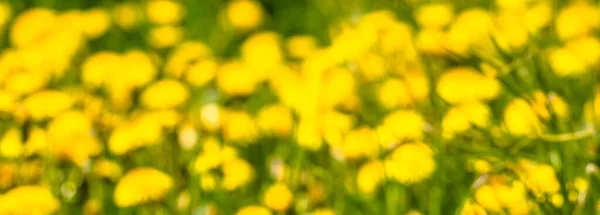 春の花で自然な背景を開花させます 草の中の黄色のタンポポ — ストック写真