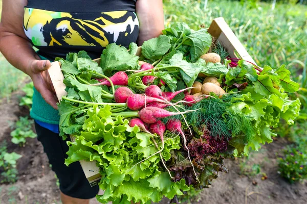 Фермер Овочами Кошику Свіжозбирані Продукти Саду Фермерські Свіжі Овочі Концепція — стокове фото