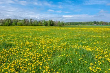 Yeşil çimenlikte bahar karahindiba çiçekleri.