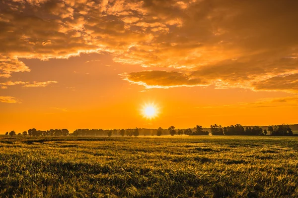 Пшеничне Поле Небо Ландшафт Заході Сонця — стокове фото