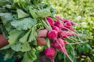 Bahçede turp hasat ediyorum. Taze biçilmiş sebzeli çiftçi, organik tarım kavramı.