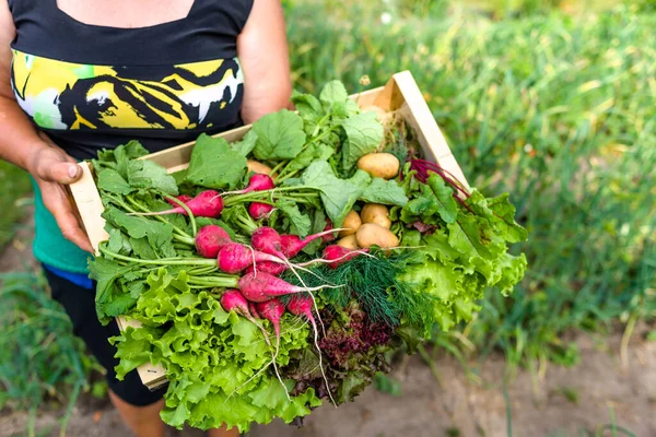 バスケットに野菜と農家 庭で収穫されたばかりの新鮮な野菜 有機農業の概念 — ストック写真