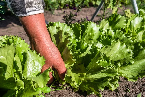 Salade Laitue Verte Fraîche Sol Cueillette Légumes Par Les Agriculteurs — Photo