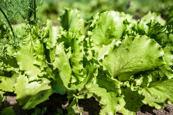Green lettuce leaves in the vegetable field. Gardening background with green salad plants in the ground. Bio vegetables, organic farming concept.