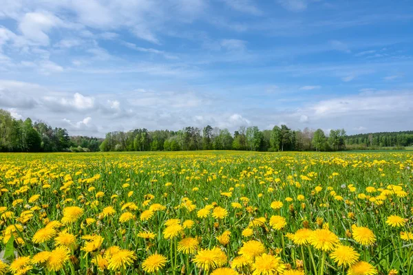 牧草地 春の風景にタンポポの花 — ストック写真