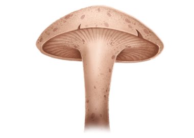 3D elle çizilmiş yeşil çimenlerdeki beyaz mantarların detaylı çizimi. Beyaz arkaplanda izole edilmiş çizim.