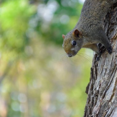A cute little squirrel is climbing down from the trunk of tree that is planted in the garden. Blurry background.