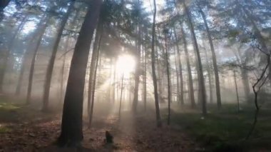 Çeçen Cumhuriyeti 'nin sonbahar ormanlarında yürüyorum. Gün doğumunda güneş ışınları ağaçların arasındaki sisin içinden süzülüyor..
