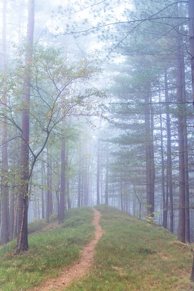 Rayons de soleil dans un brouillard dans une forêt verte matinale brumeuse. Osnabruck, Allemagne — Photo