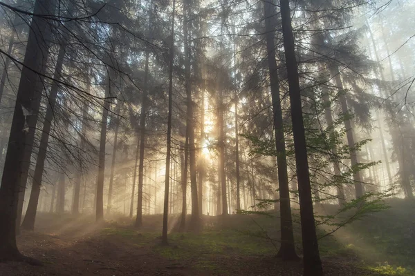 Caminando en el bosque de pino de otoño en la República Checa. Rayos de sol rayos al amanecer a través de la niebla entre los árboles. — Foto de Stock