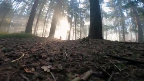 Caminando en el bosque de pino de otoño en la República Checa. Rayos de sol rayos al amanecer a través de la niebla entre los árboles. — Vídeos de Stock