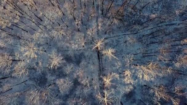 Flygfoto av snöig ung skog och vinter i bergen. Vinterdag i fjällen. — Stockvideo