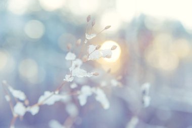 Kış ormanlarında sabah bir ağaç dalında buz kristalleri.