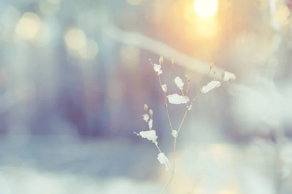 Cristalli di gelo su un ramo d'albero nella foresta invernale del mattino. — Foto Stock