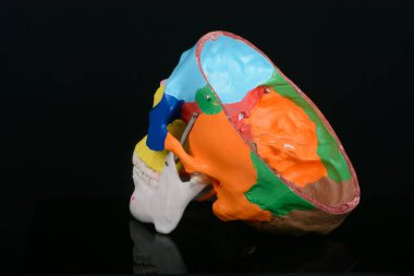 Siyah arka planda bir insan kafatasının renkli plastik eğitim modelinin yan görüntüsü.