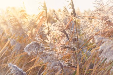 Rüzgarlı, yemyeşil, sarı arka planda çiçek açan otlar. Ukrayna 'nın banliyösündeki tarla manzarası.