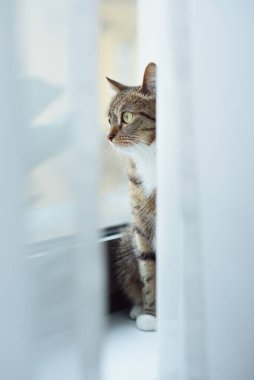 Büyük sarı gözlü komik kedi pencere eşiğinde oturuyor ve perdeleri gözetliyor.