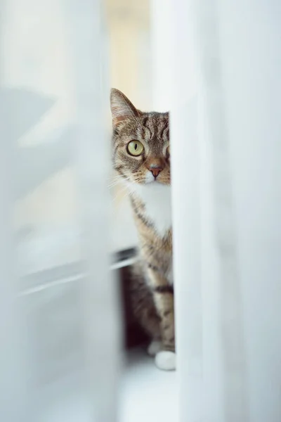 Funny Cat Big Yellow Eyes Sitting Windowsill Looking Out Curtains — Stock Photo, Image