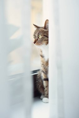 Büyük sarı gözlü komik kedi pencere eşiğinde oturuyor ve perdeleri gözetliyor.