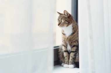 Büyük sarı gözlü komik kedi pencere eşiğinde oturuyor ve perdeleri gözetliyor.