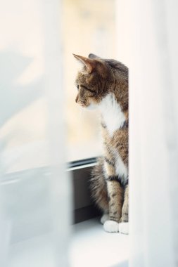 Büyük sarı gözlü komik kedi pencere eşiğinde oturuyor ve perdeleri gözetliyor.