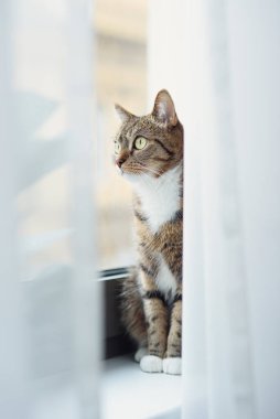 Büyük sarı gözlü komik kedi pencere eşiğinde oturuyor ve perdeleri gözetliyor.